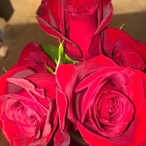 Meet your Posher, Jertiera